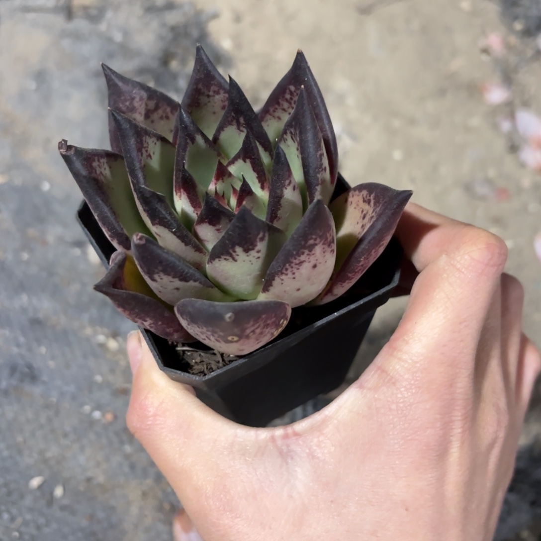 黑魔王新疆包邮7cm
