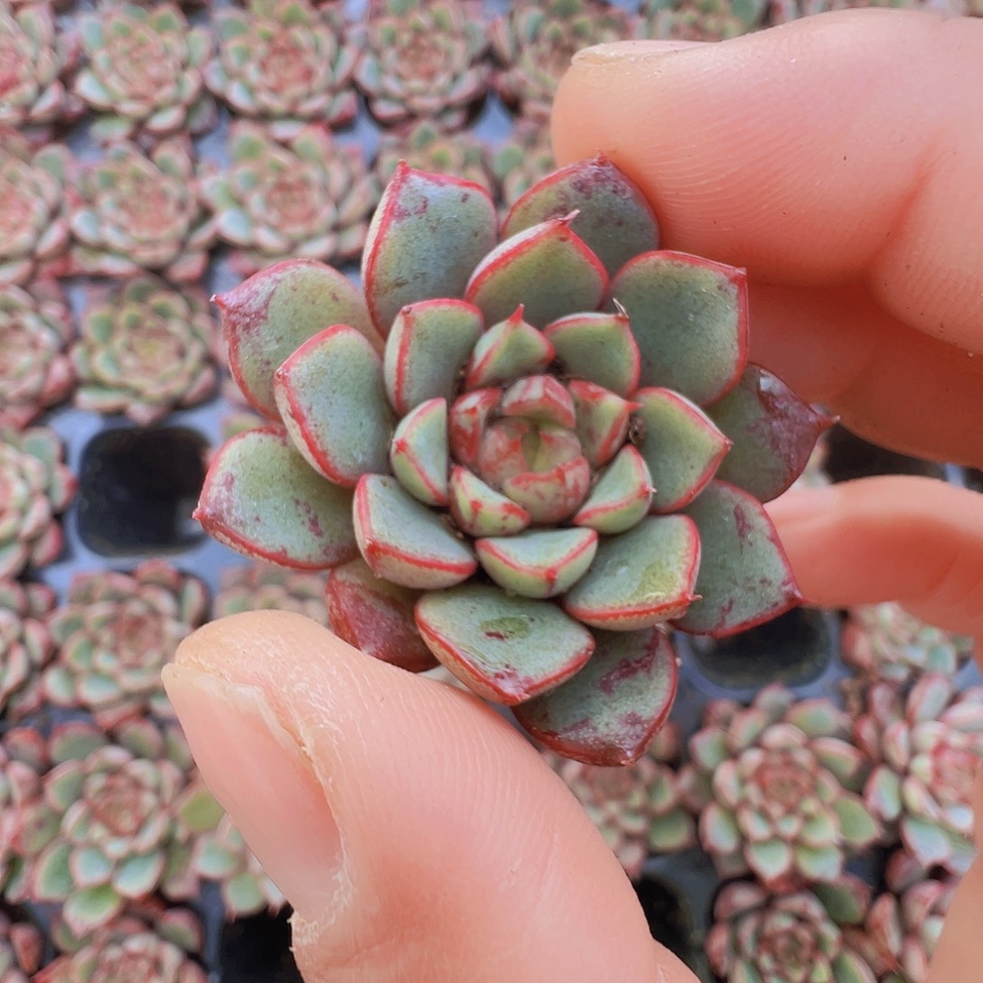 向日葵5颗19包邮多肉植物