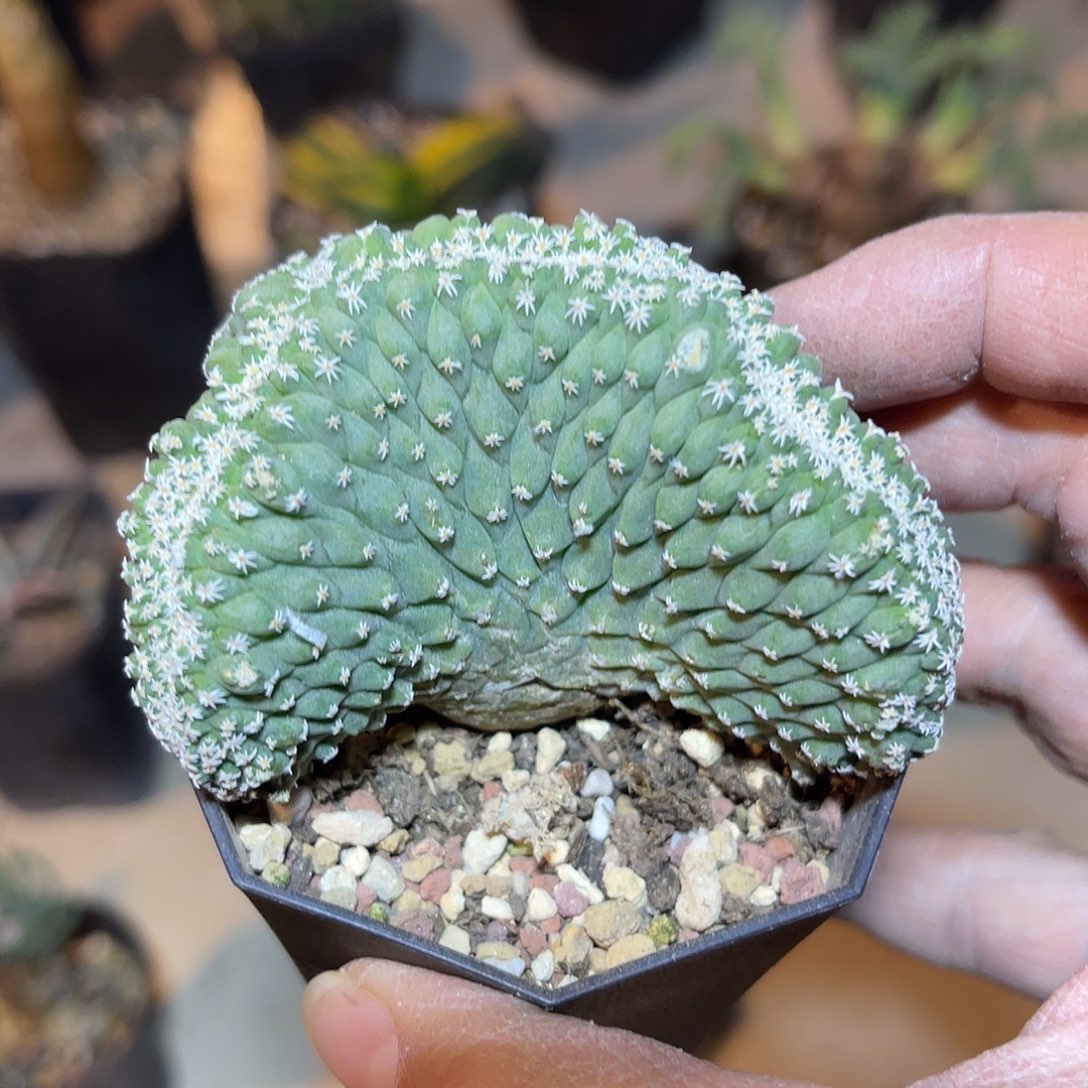 实生菊水缀化仙人球