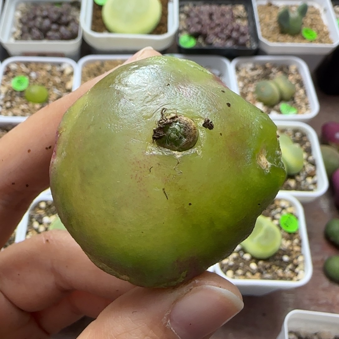 灯泡4.4-4.6cm（有大疤）