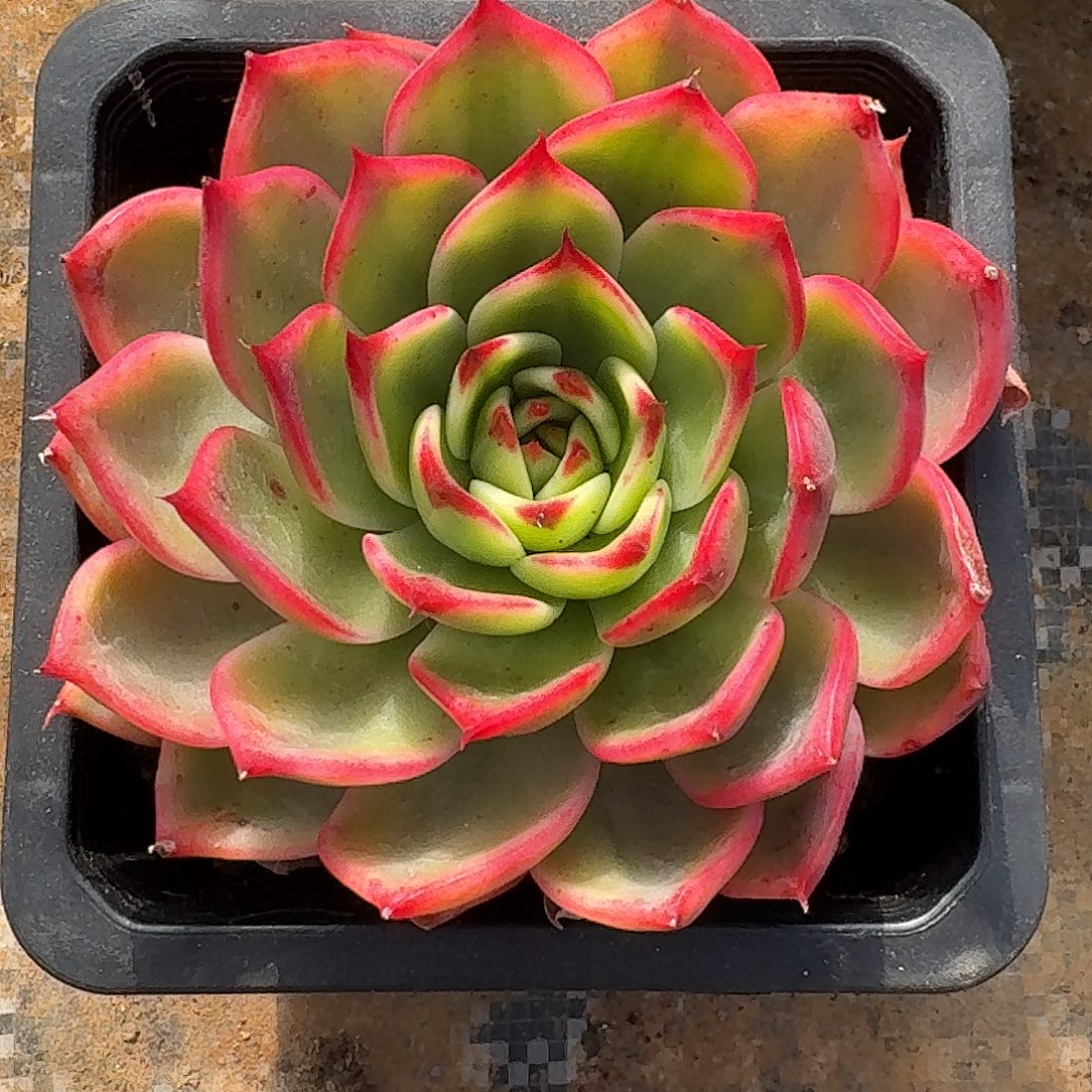 桃花一物一拍好看