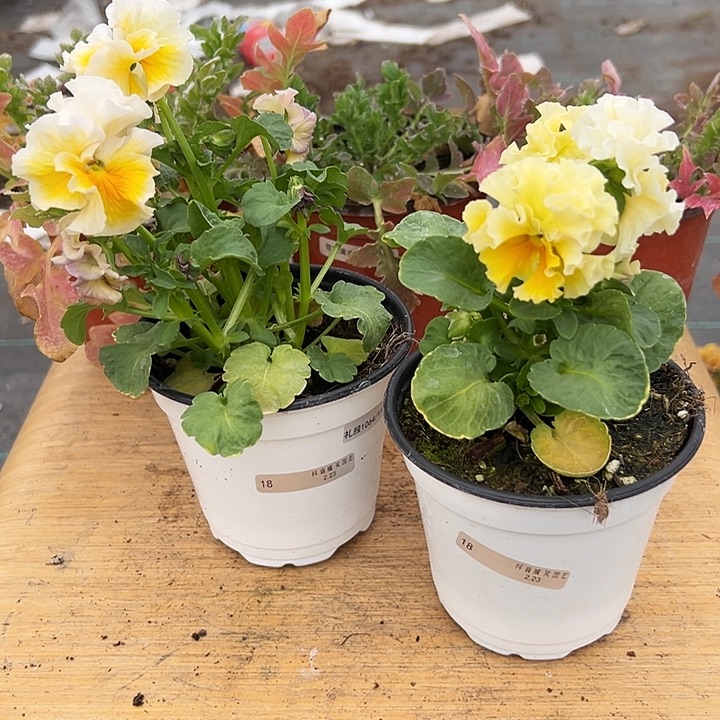 红陶抖音直播闪拍18