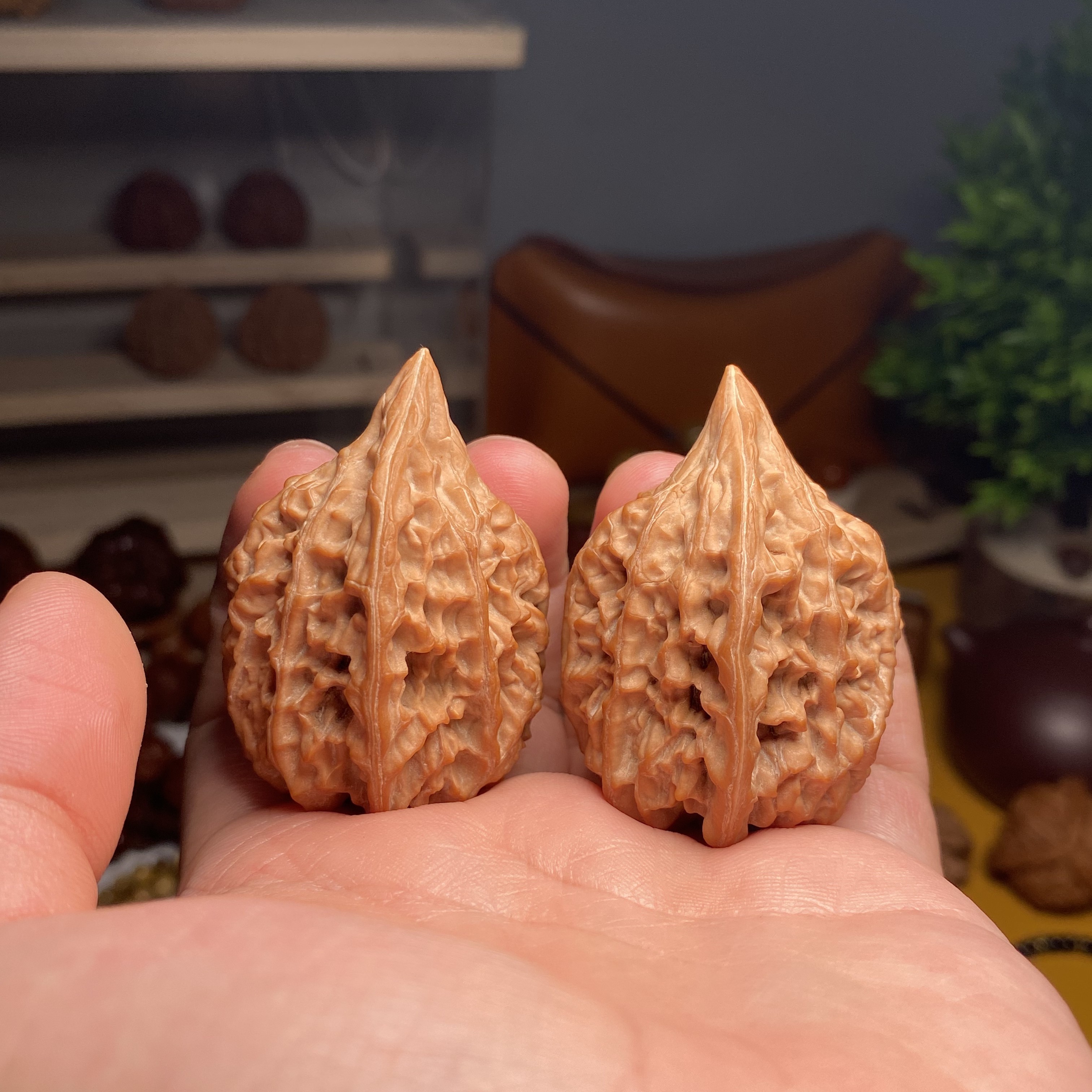鸭嘴，红皮全品，配的很好