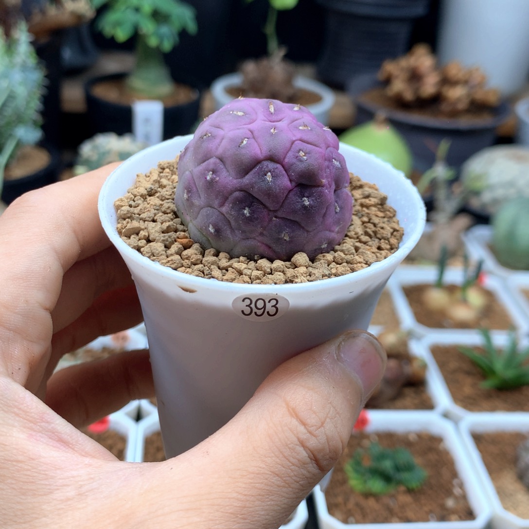 无刺习志野带盆多肉