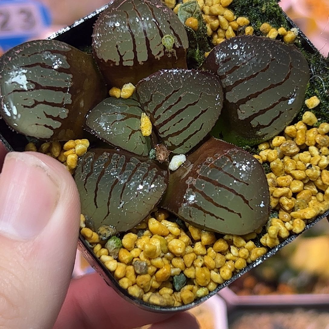 魔界十二卷多肉植物