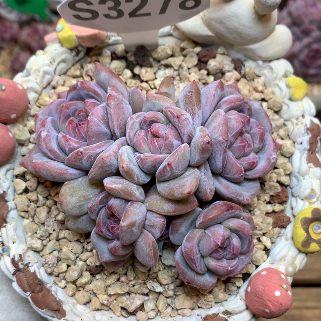 S3278 星影 玫瑰花脸 石榴籽九头