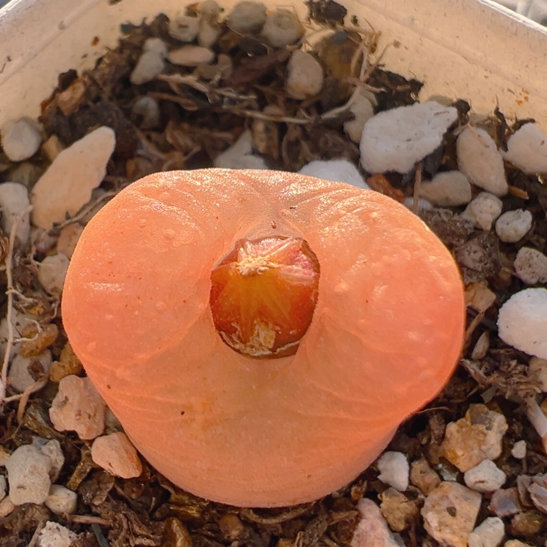 48多肉植物百科知识