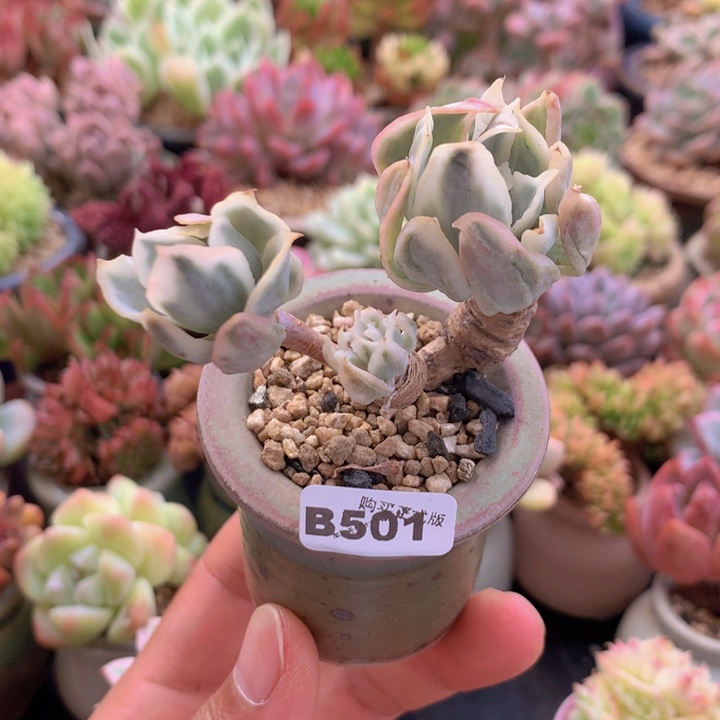 一物一拍含盆土满38包邮B501