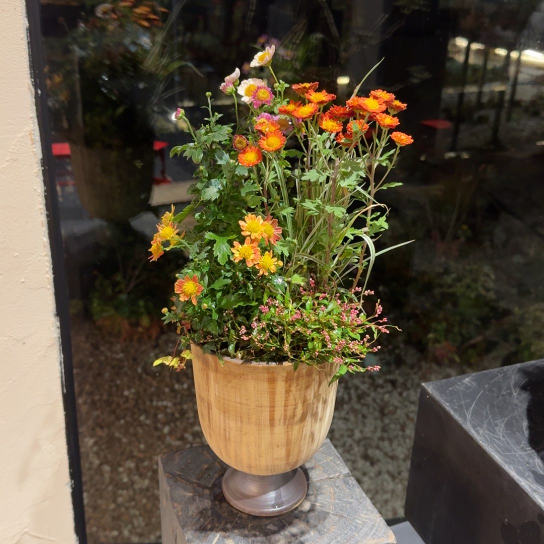 全部花朵山野草手作盆