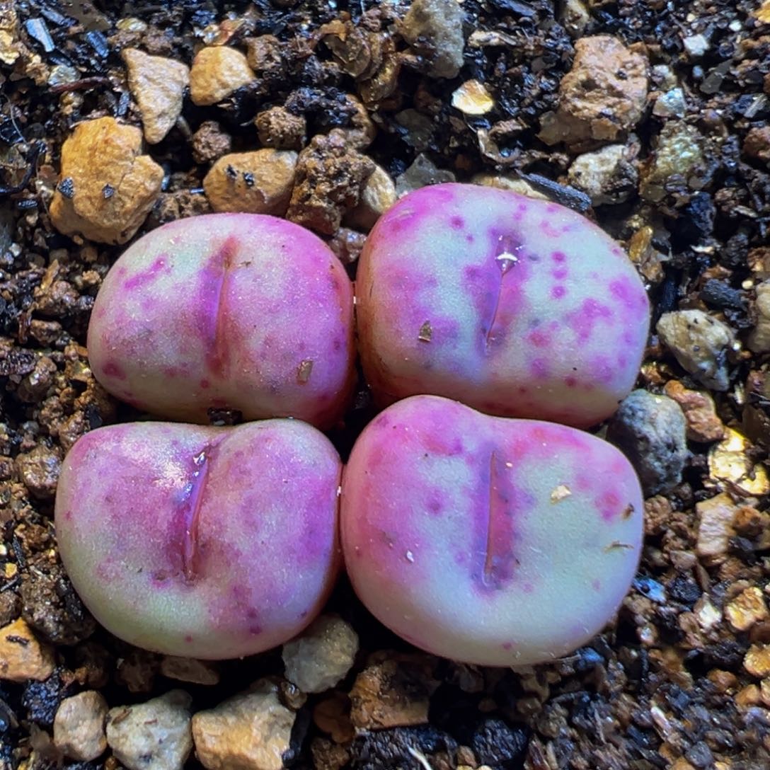 51多肉植物百科知识