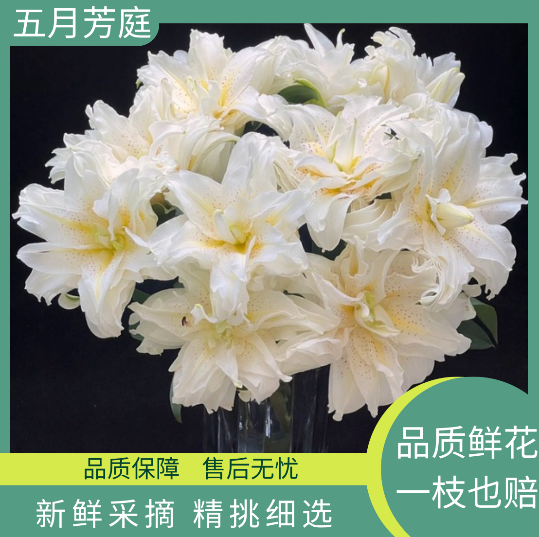 多头 【白拉菲】香型重瓣新鲜百合花#白色重瓣百合