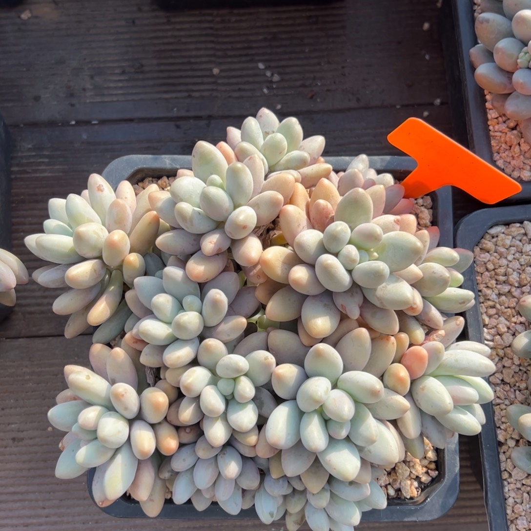 粉恋群生11111111111111111111