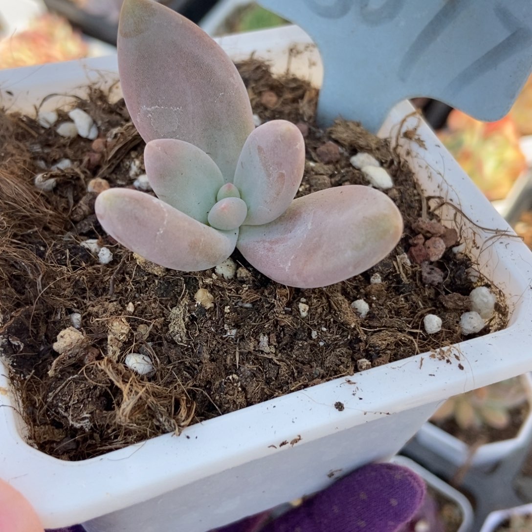 6077哥特美人多肉植物保护