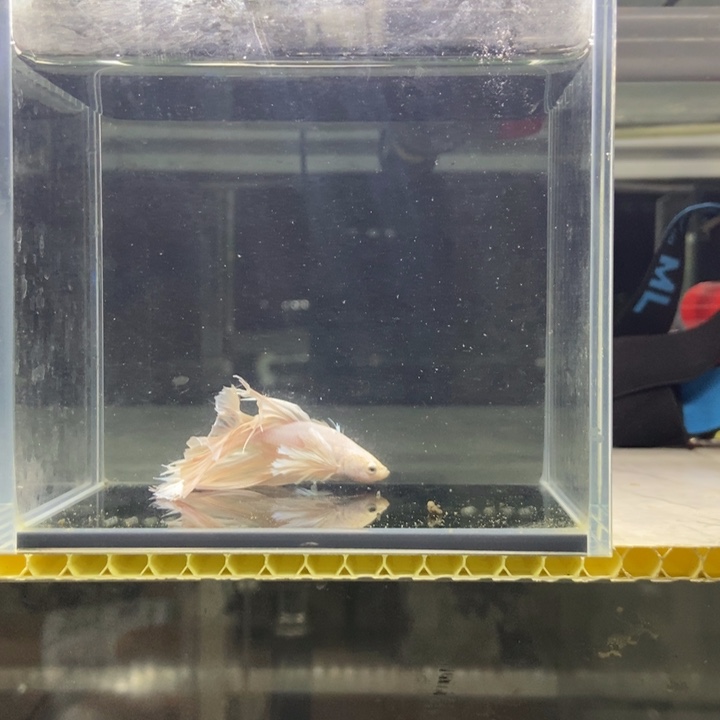 斗鱼包活不包损所见即所得254