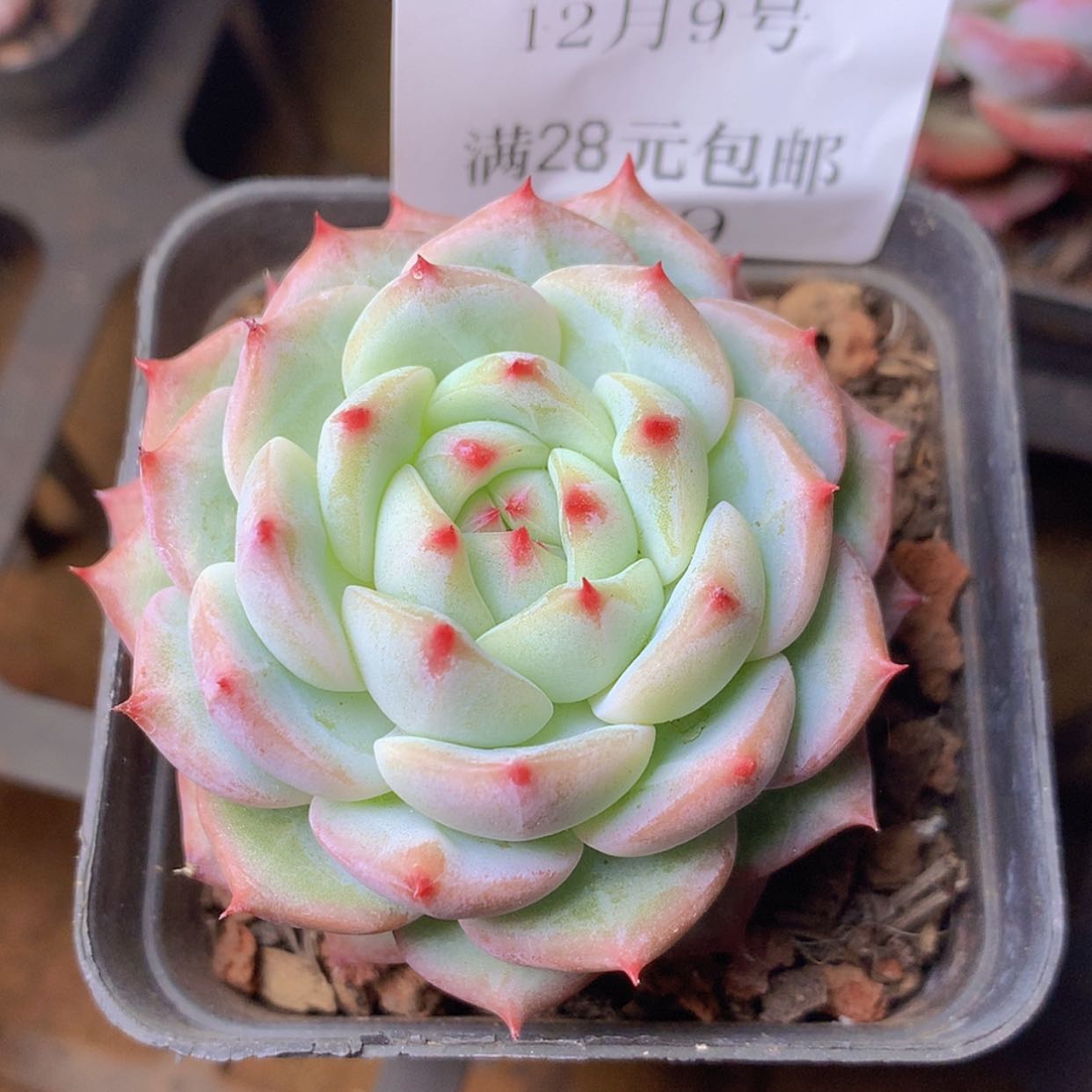 【闪购商品】云469号