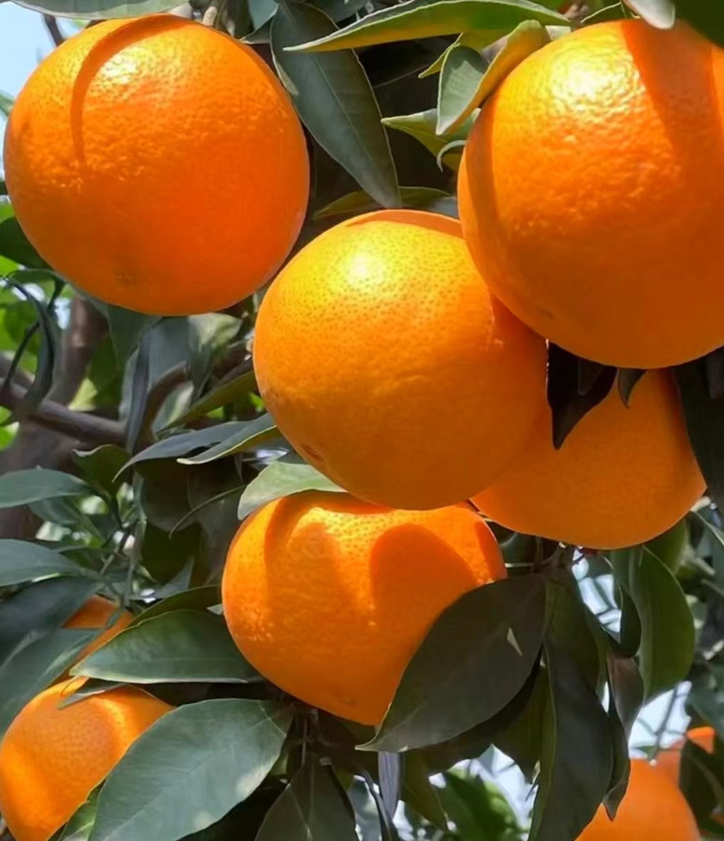 自家爱媛38号果冻橙正宗四川眉山丹棱果园现摘发新鲜应季1