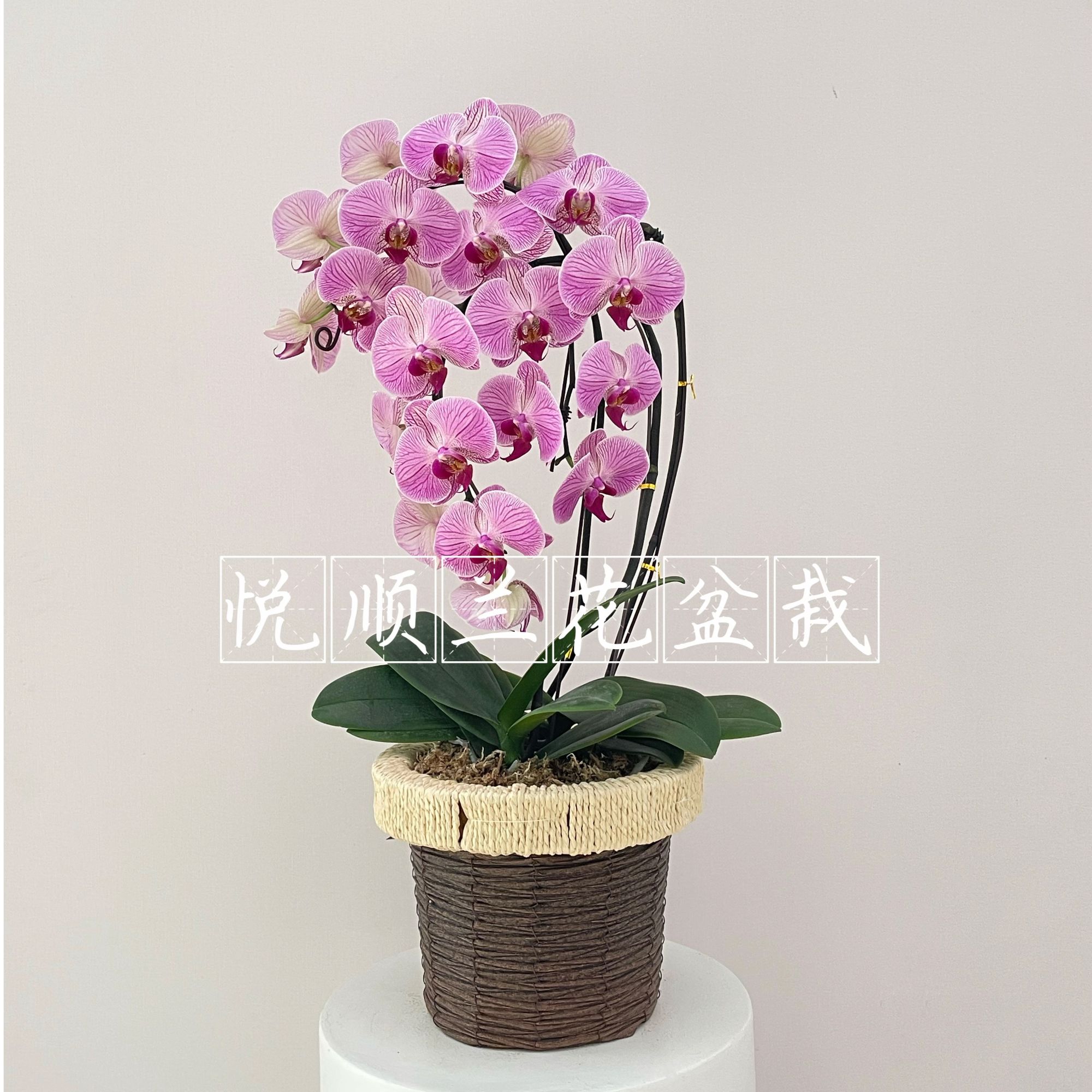 蝴蝶兰 旋律 叶片自然开裂 桌面花 鲜花 盆栽