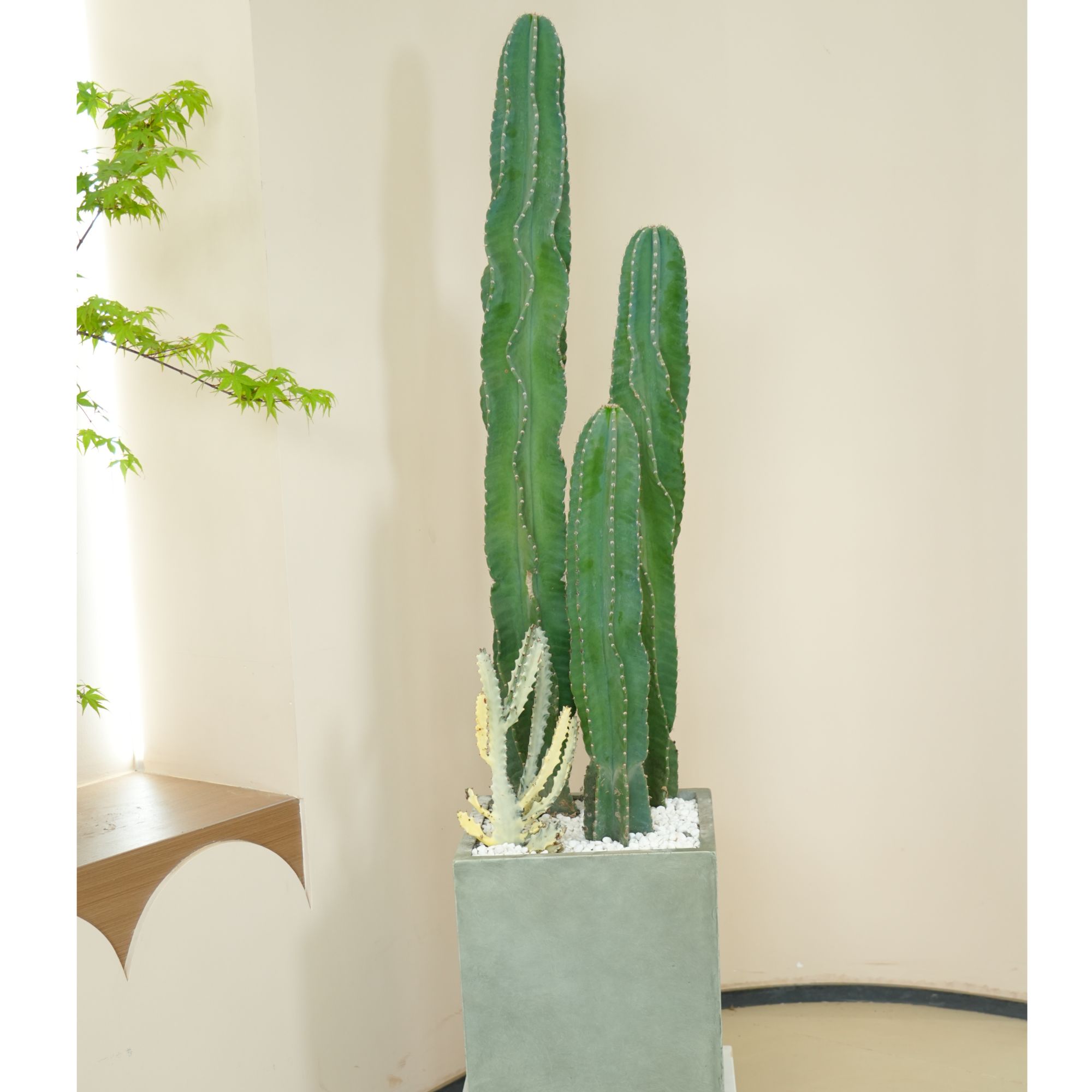 【氧气客厅】 量天尺仙秘鲁苹果室内盆栽植物客厅大型绿植仙人掌