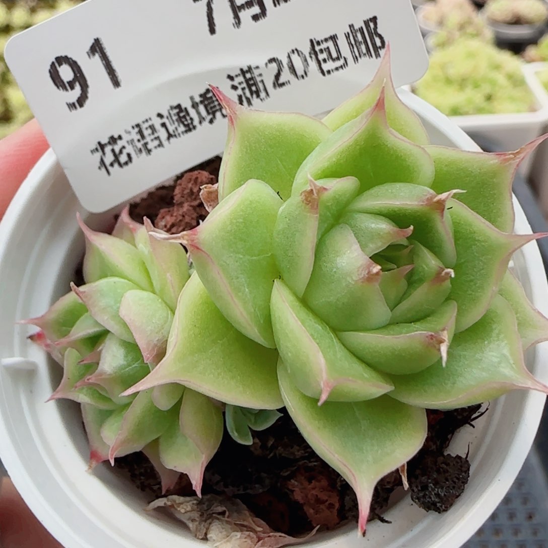 花语逸镜0720-91开播福利散