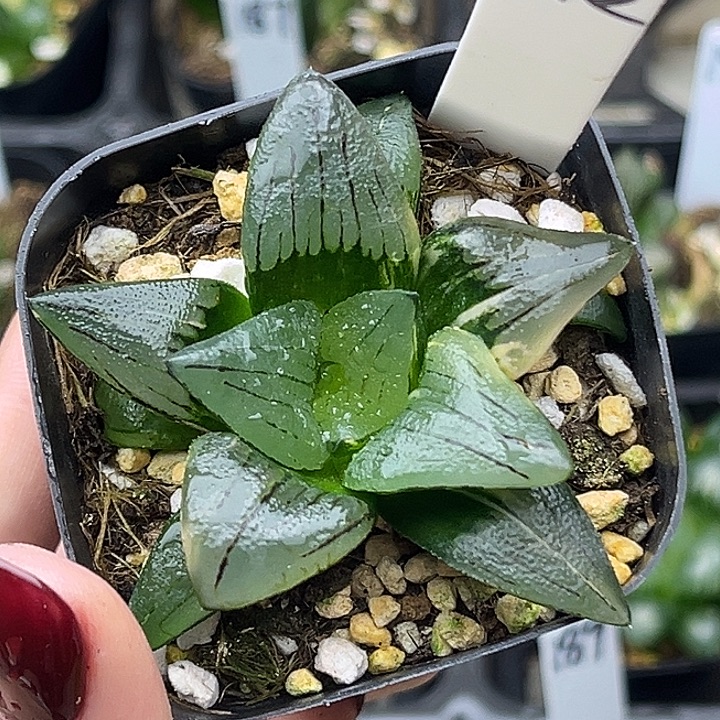 192红纹寿锦头家多肉十二卷