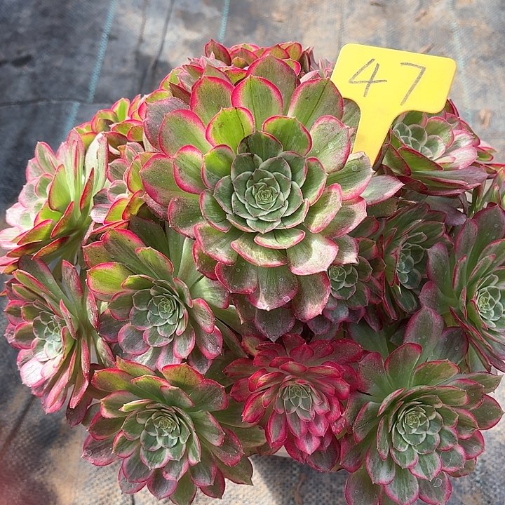 47莲花座一物一拍