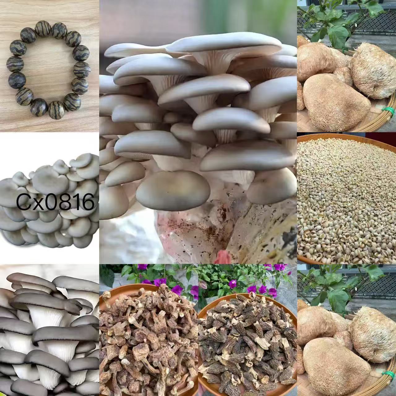《阿浩专用土特产CX0816》多样性发货 重量31克左右