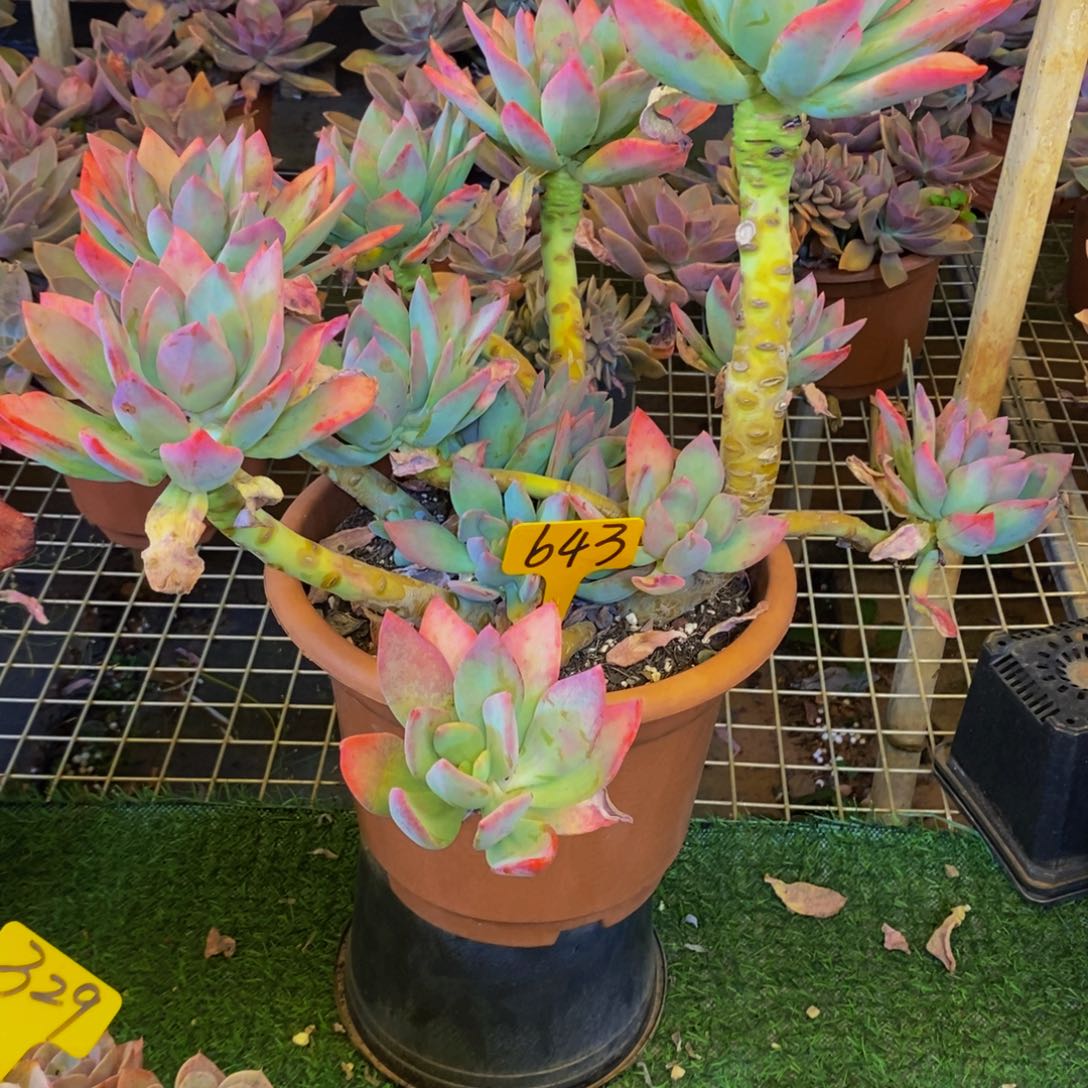 天***烂芒果美人643。           