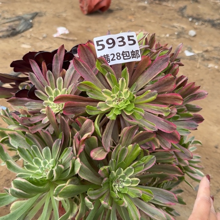 5935三号棚粉黛多色A