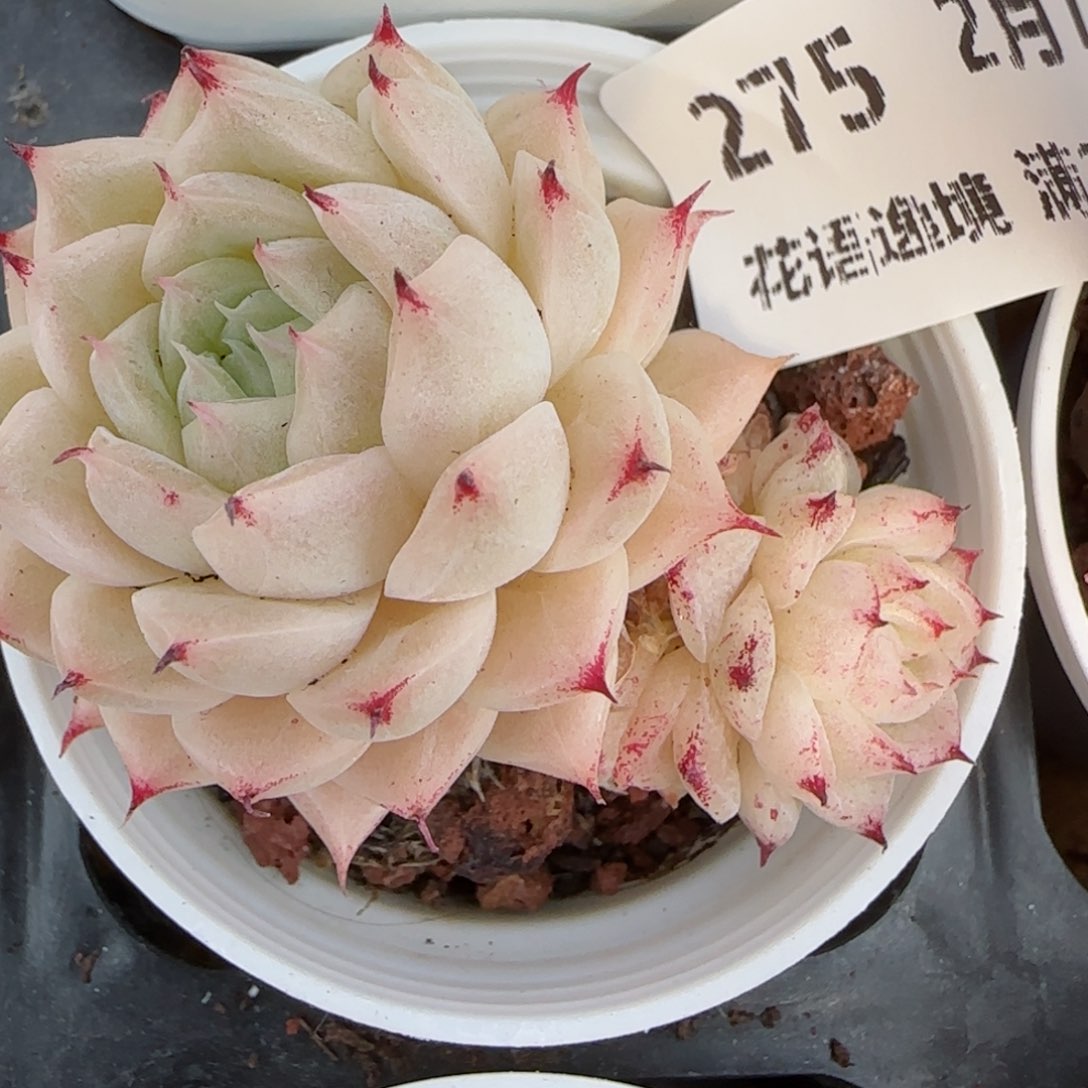 花语逸境0212-275