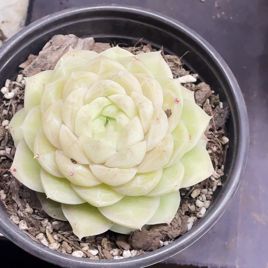 琳姐多肉链接的时候