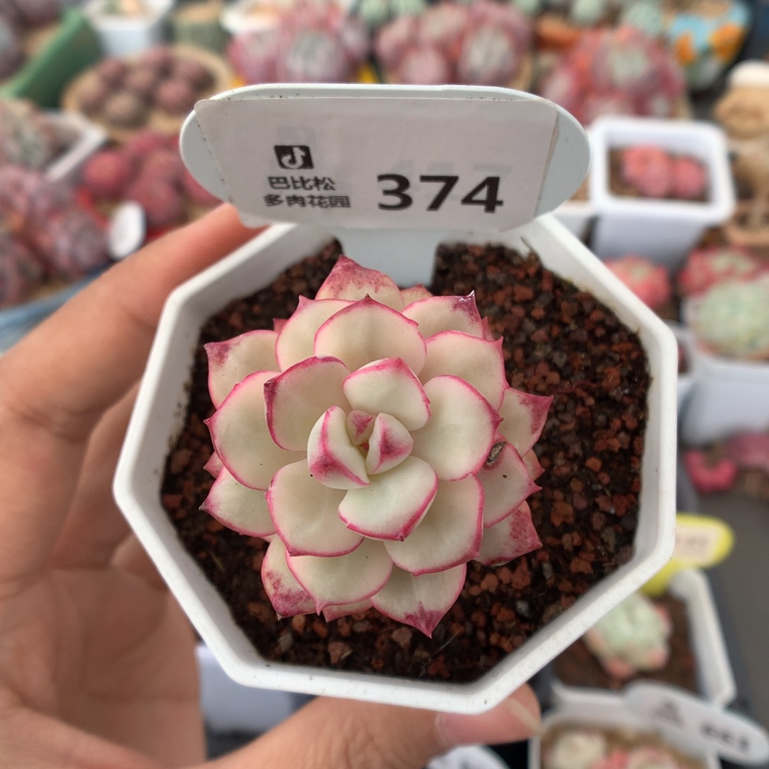 374探戈锦多肉植物微瑕福利