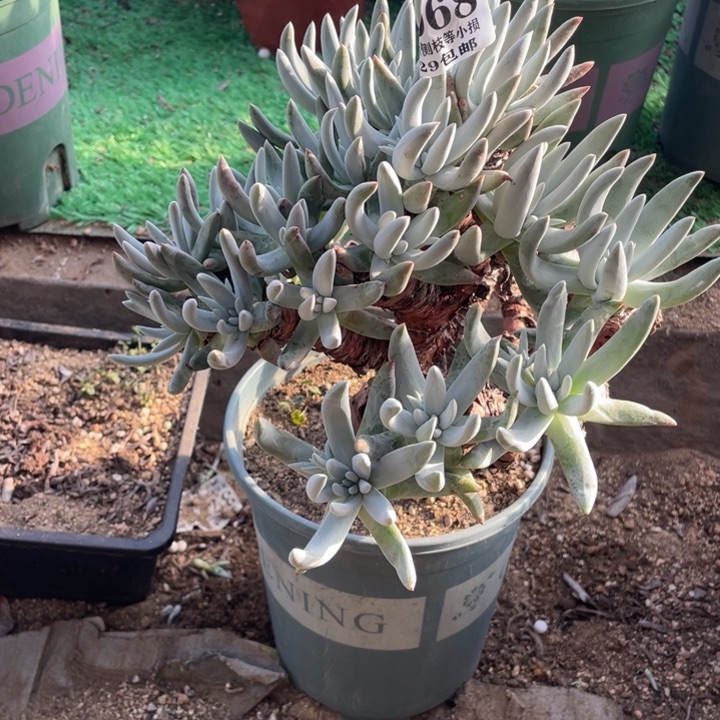 68号海瑟杂拇指多肉植物