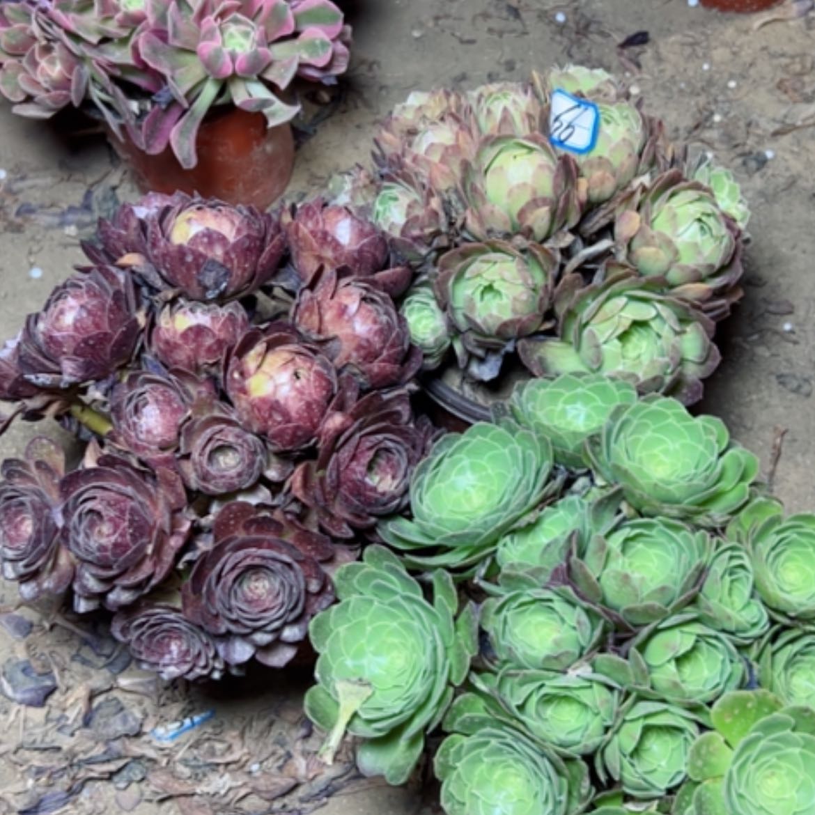 【闪购商品】多肉植物处理断枝不包66