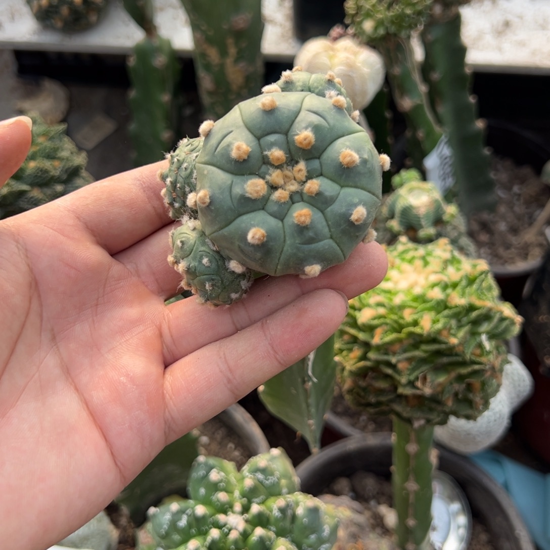 苗接龟甲兜群仙人球3530