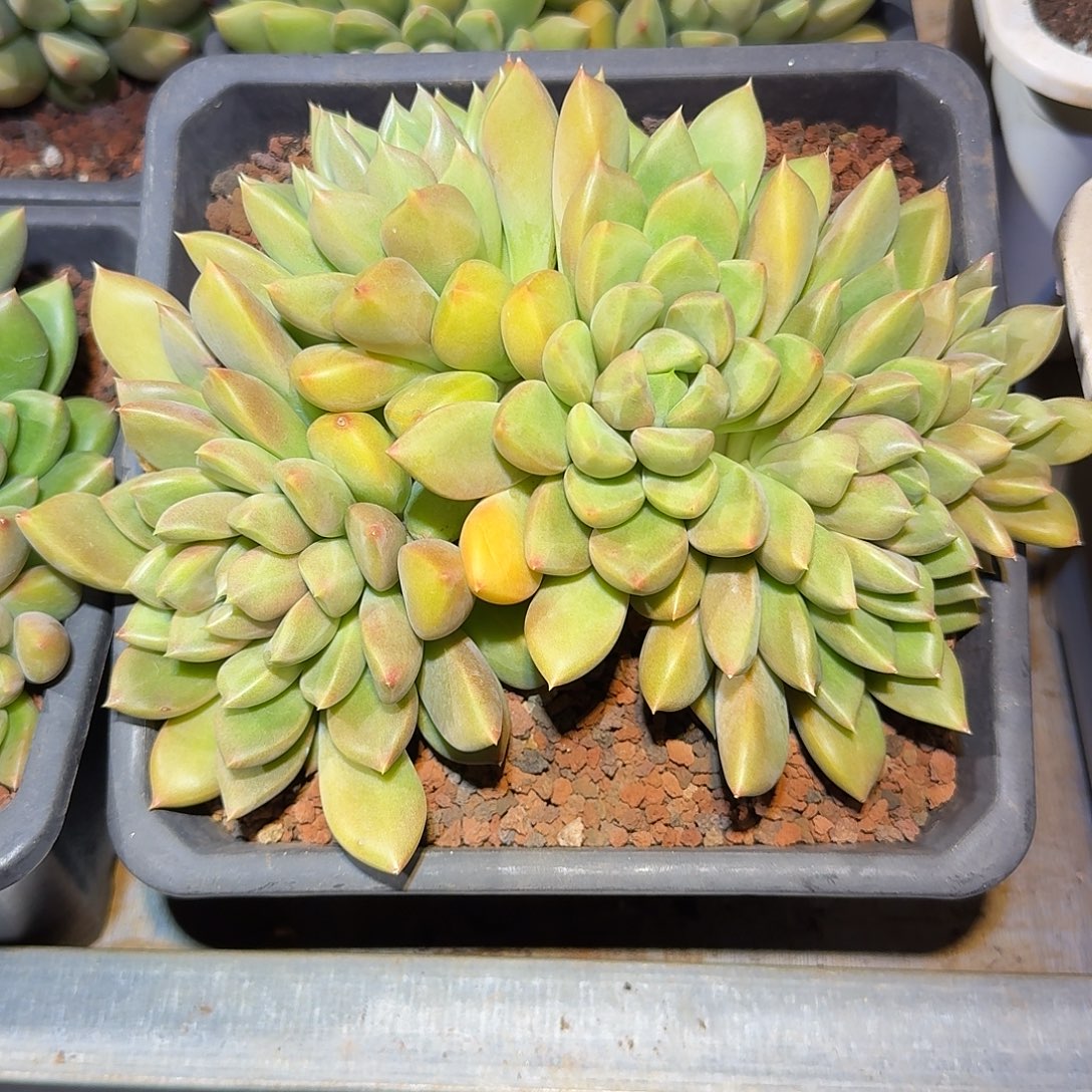 红象牙整无砍老桩