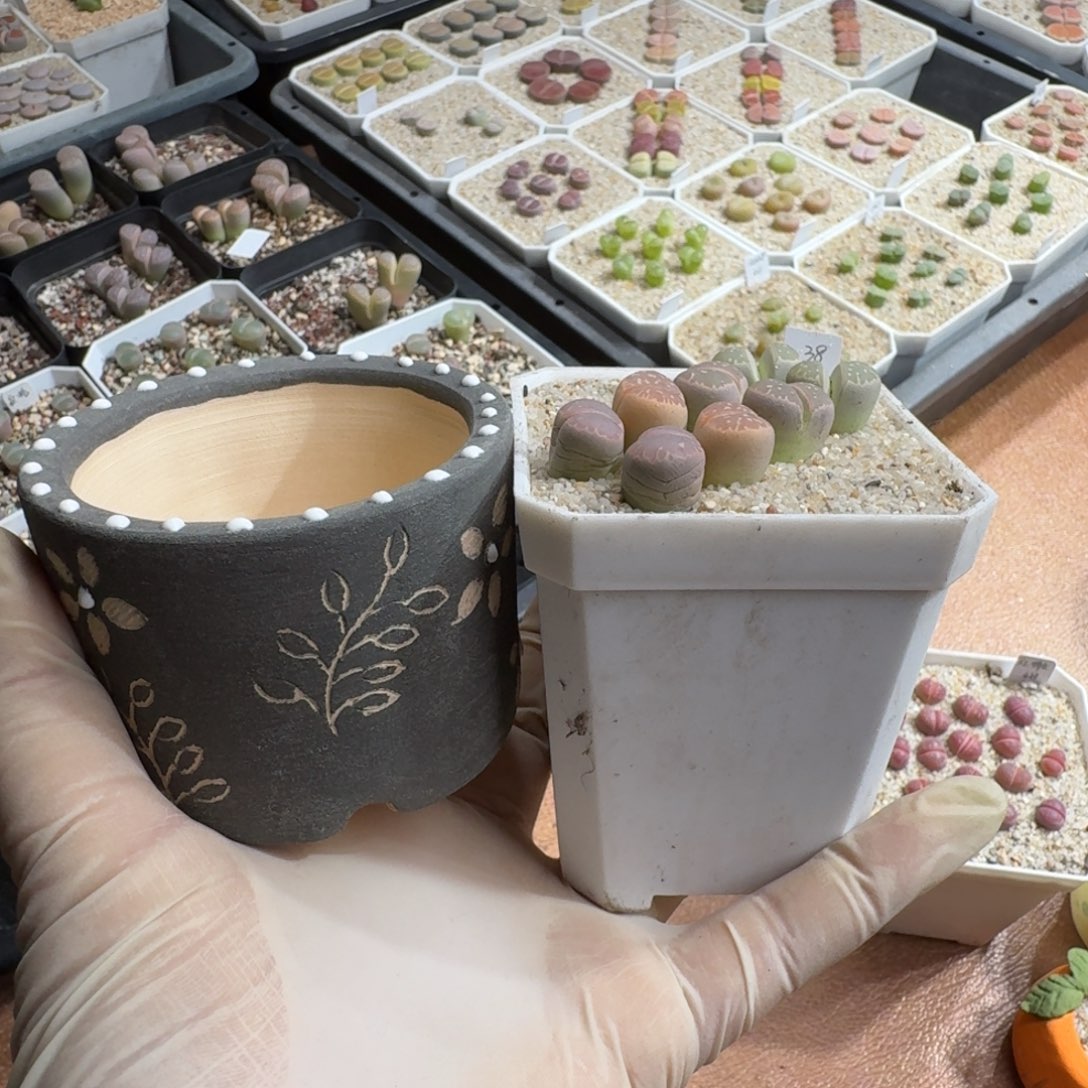 J***e1223-01连盆带花橄榄