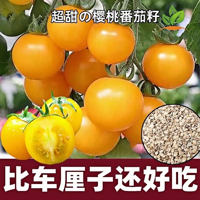 川塔黄禧小黄番茄  生长早熟  口感好 种子饱满   种植优质