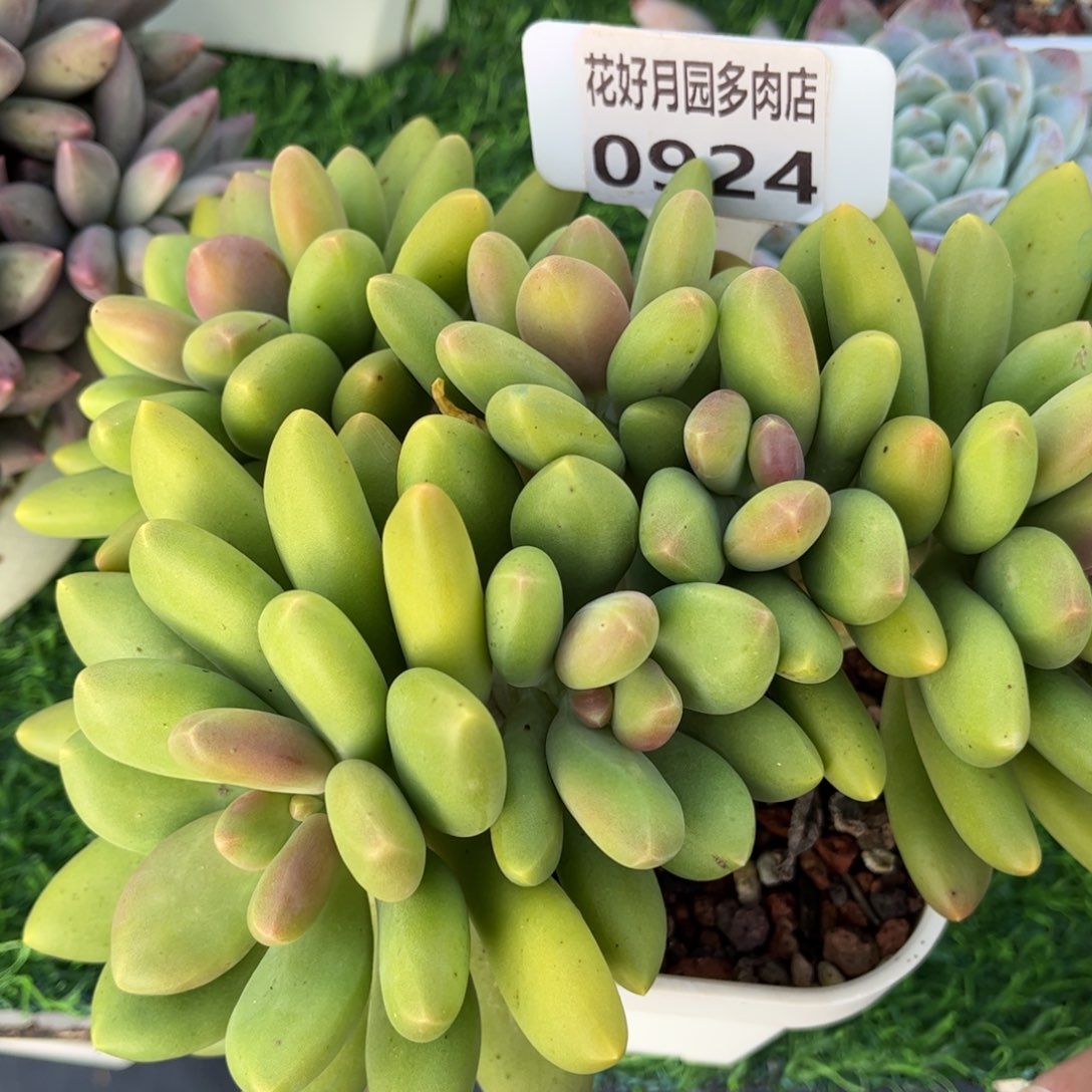 下***见多肉植物0925 满30包邮
