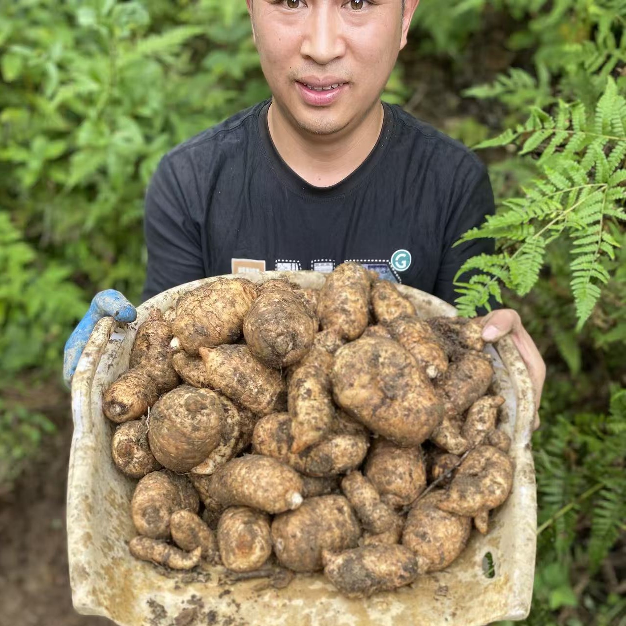 （新鲜天麻）正宗云南昭通小草坝天麻现挖鲜麻炖汤营养冬麻产地直发