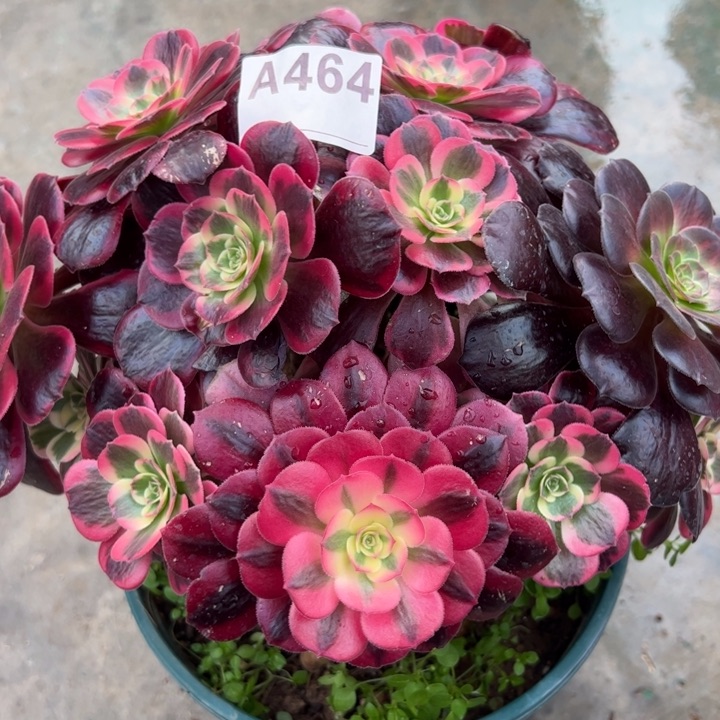 464凤冠25厘米左右