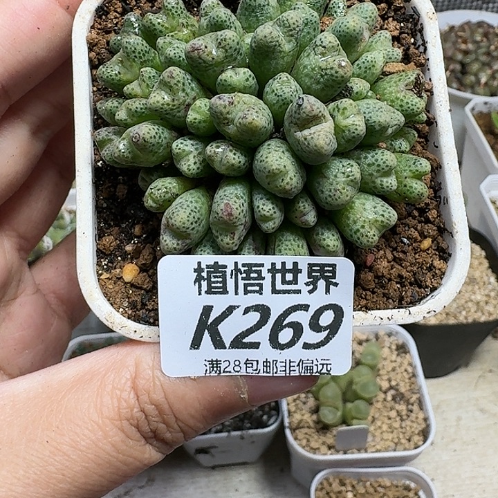 多肉植物的润泽fgh