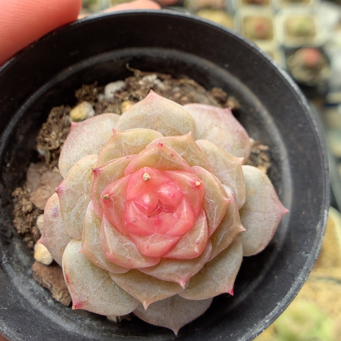 W41珍妮糖心福利，柿子多肉20包邮，偏远地区不发货