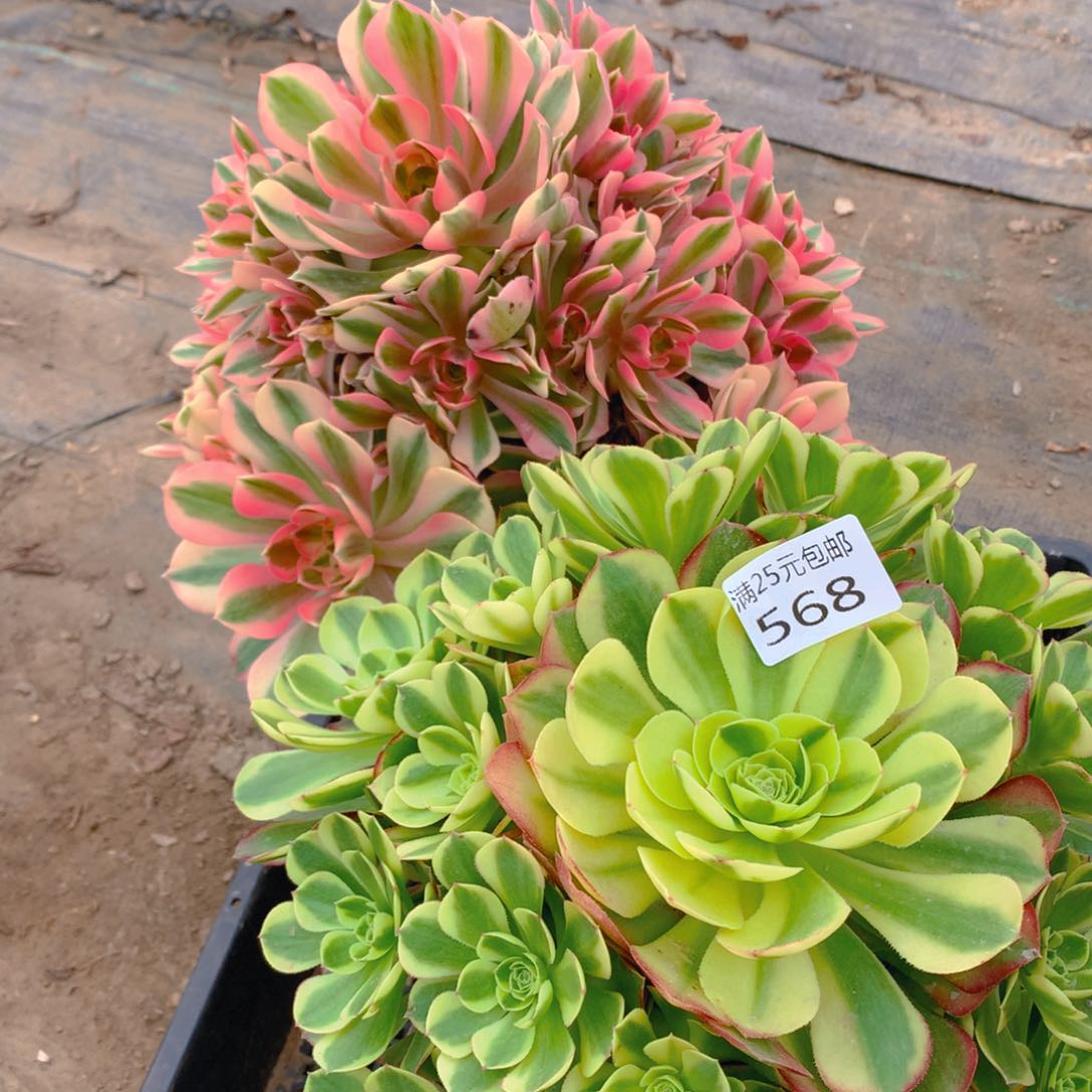 568法师组合2个老桩