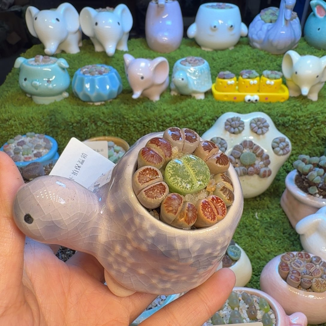 仙****多肉植物福利冲冲1037