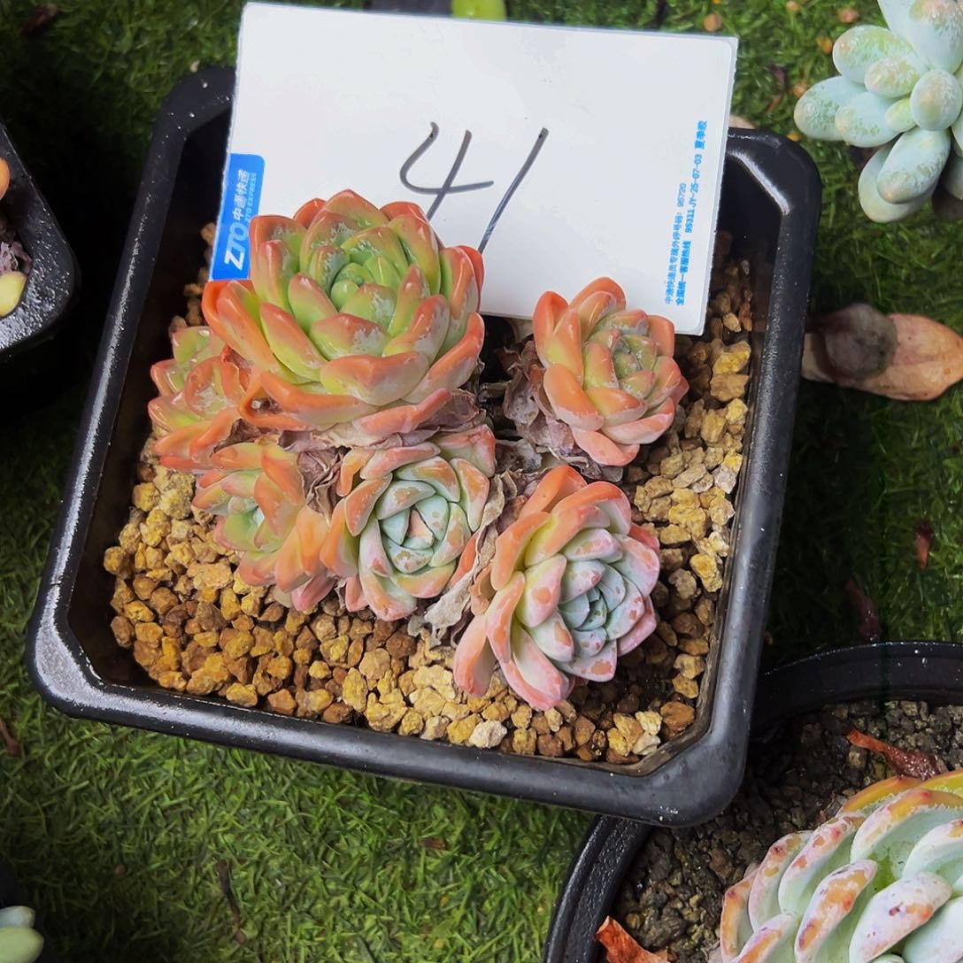 41¥号一物一拍脱土包邮