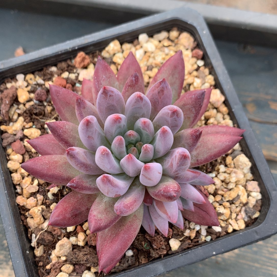 虞美人羽毛体无砍一物一拍