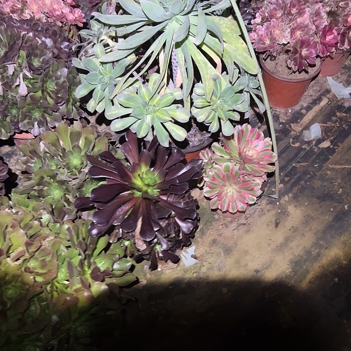 丽***头不包侧枝一物一拍94