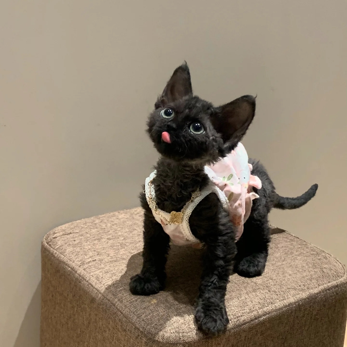 【祥祥德文猫舍】特价 可爱健康德文卷毛猫链接