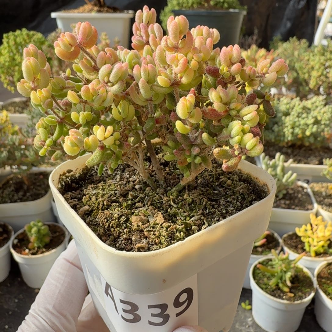 A339红宝石锦枝干一物一拍