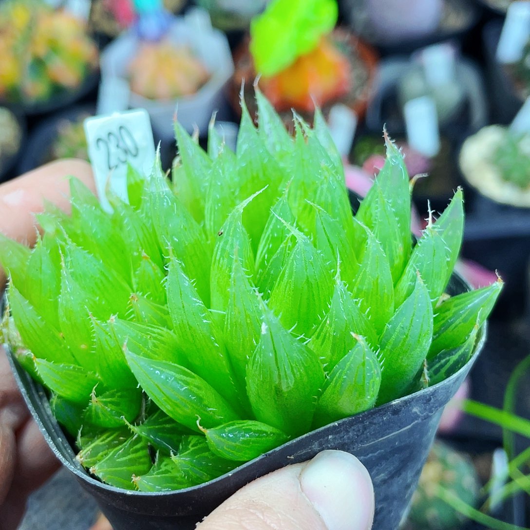 非偏远地区满25包邮仙人球